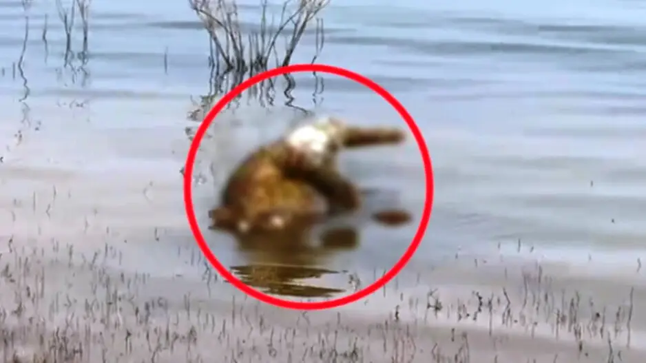 Leopard found dead in Odisha’s Rengali Dam