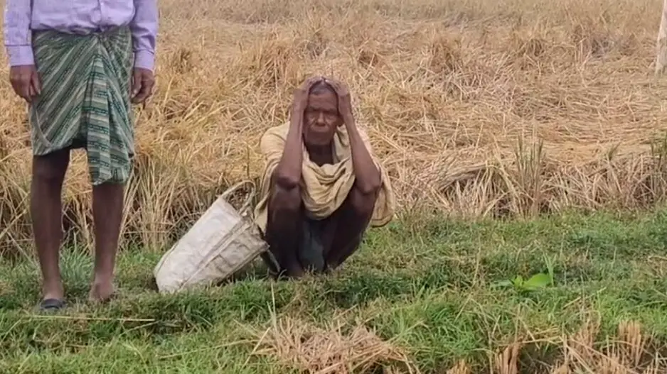 Untimely rain, adverse weather conditions perturb paddy farmers in Cuttack