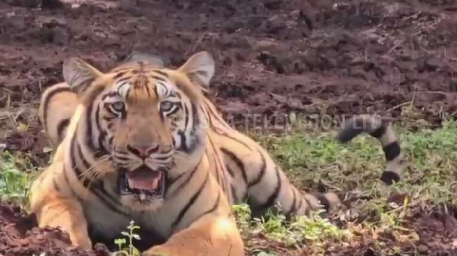 Efforts on to tranquilise Tigress Zeenat to bring it back to Similipal!
