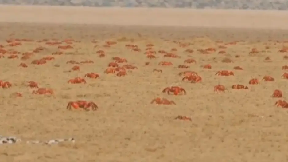 Prized red crabs in lush coastline of Odisha’s Balasore facing survival threat