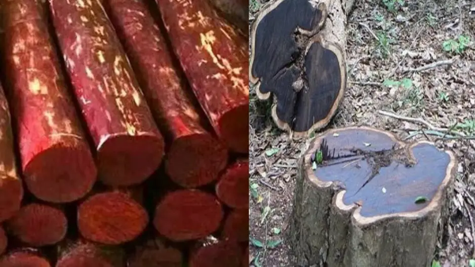 Not red sandalwood, world's most expensive wood costs Rs 7 lakh per kg! Know details