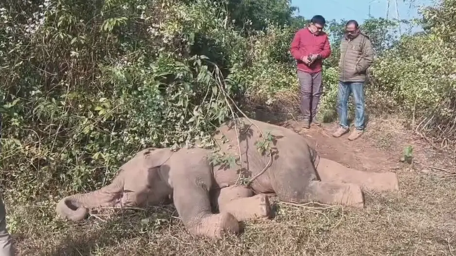 Jumbo found unconscious in Odisha’s Mayurbhanj forest raises concerns
