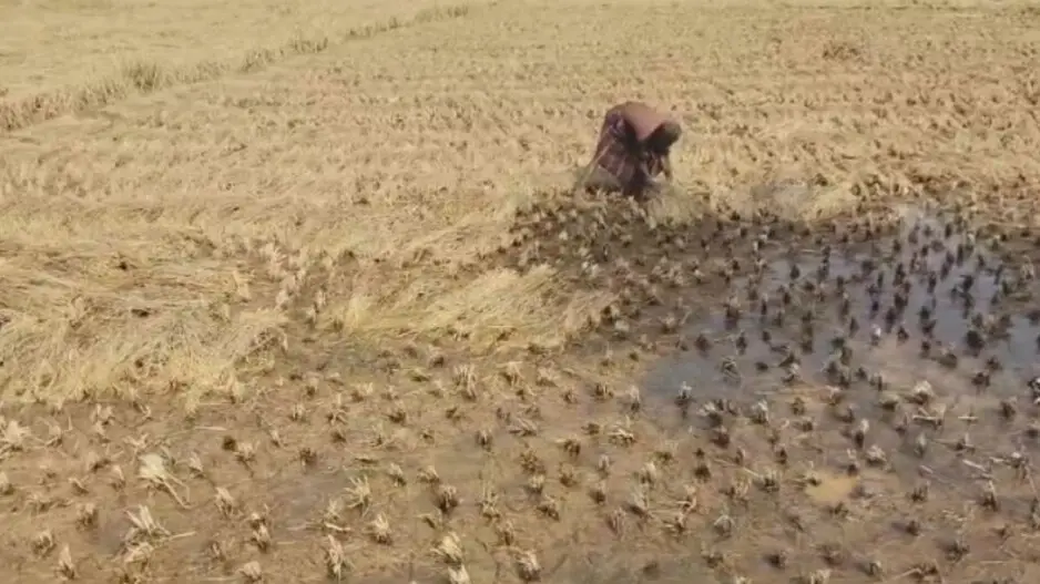 Two more Odisha farmers die over crop loss due to unseasonal rains