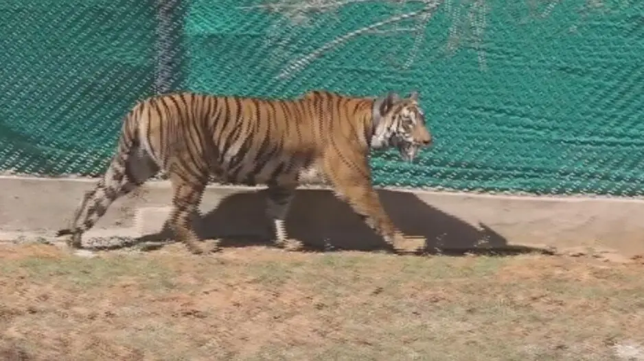 Tigress Zeenat released into soft enclosure in Similipal Tiger Reserve after return from West Bengal