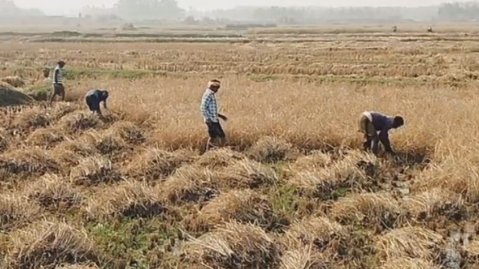 Doubling farmers' incomes! Centre issues draft rules to ease tree felling on agricultural land