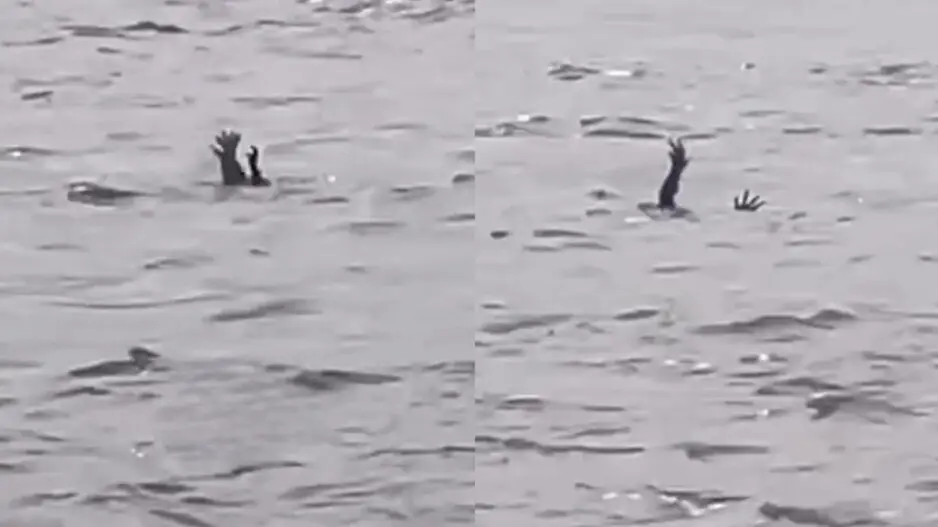 Crocodiles 'pretending to drown' to lure humans into water? Know what experts say