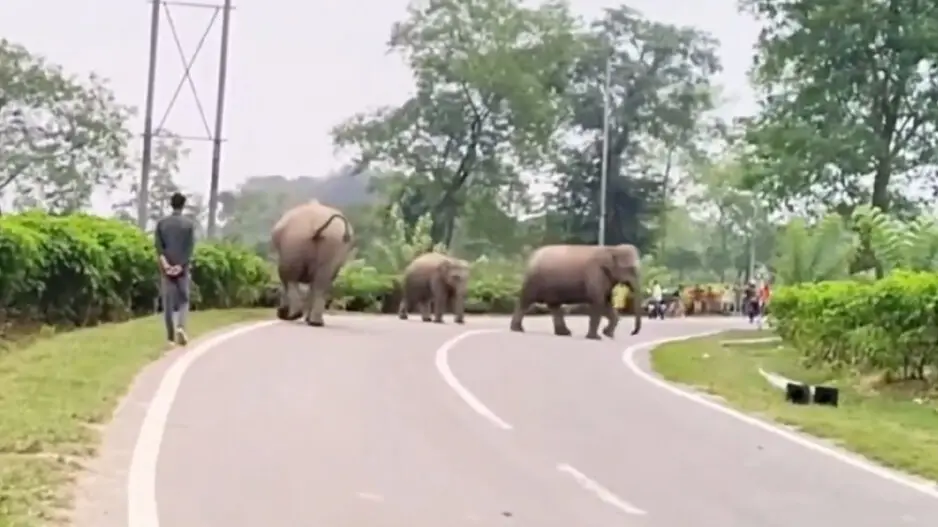 Stupidity! Youth annoys elephant herd, watch what happens next