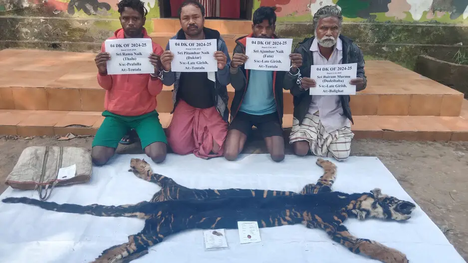 Rare melanistic tiger poached in Odisha’s Similipal; skin seized, 4 arrested