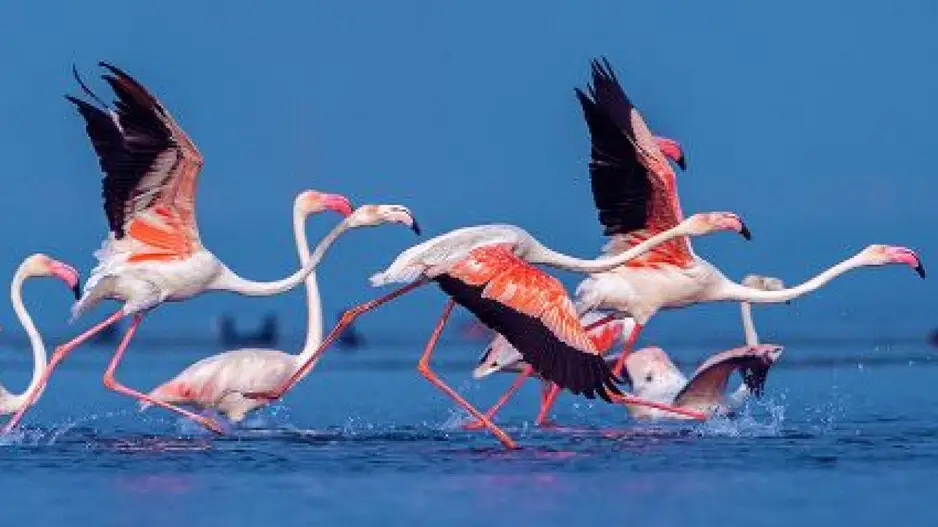 Mid-Winter Waterfowl Census 2025; Over 15 lakh birds of 200 species recorded in Odisha’s wetlands, highest in Chilika