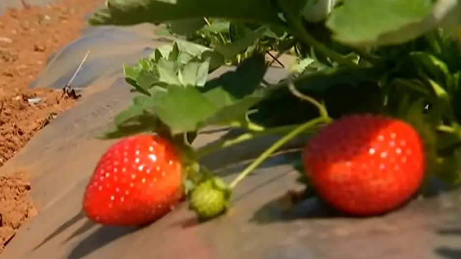 Odisha’s strawberry revolution: Tribal farmers find new fortunes