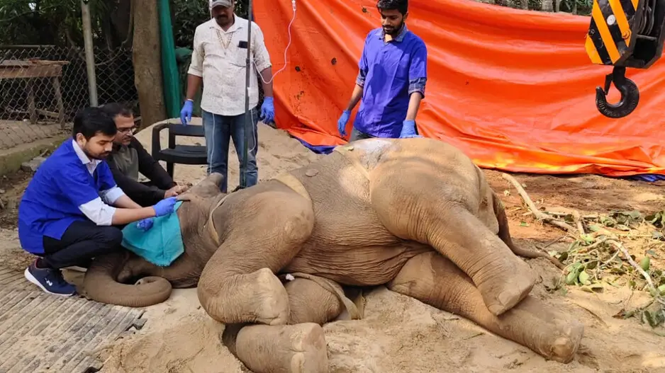 Days after white tiger cub's death, elephant calf dies at Nandankanan Zoo in Bhubaneswar