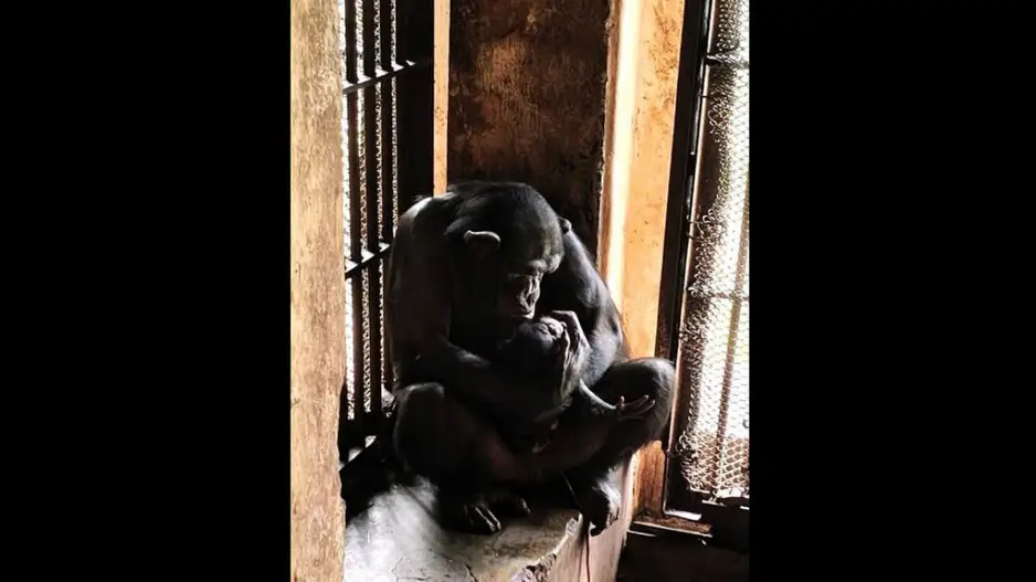 Birth of chimpanzee at Nandankanan Zoo; total population reaches 8