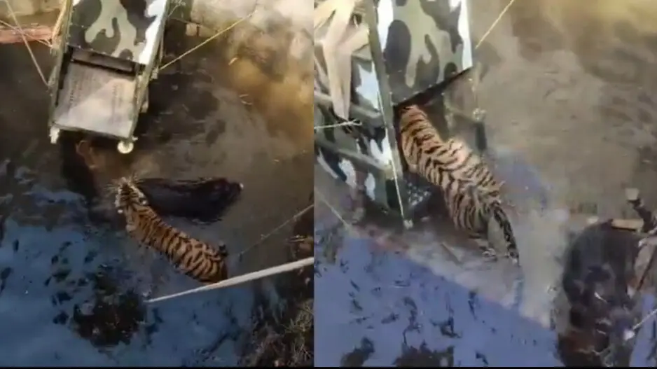 Tiger and wild boar fall into same well, predator and its prey rescued safely; watch