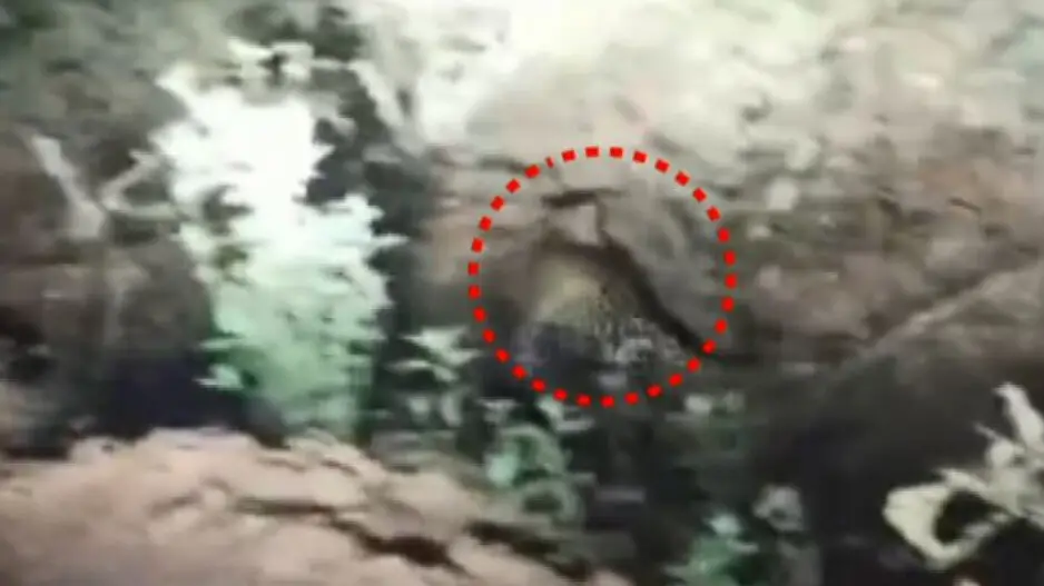 Panic grips Cuttack residents after leopard spotted roaming on road, video goes viral