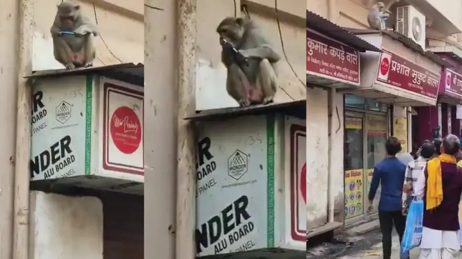 Monkey snatches mobile phone from woman, how she gets her stuff back is funny; watch