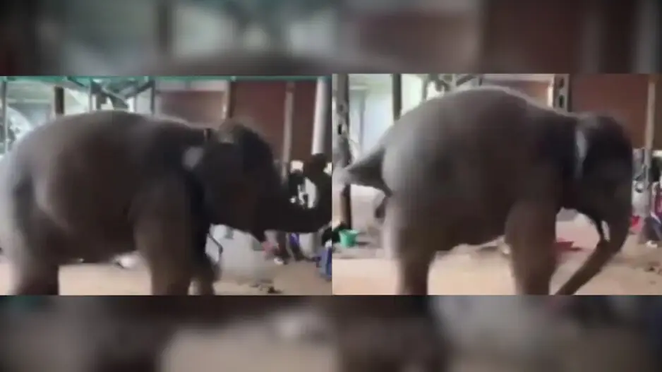 Dancing Jumbo! Cute elephant at Indian temple winning hearts with dance skills, watch