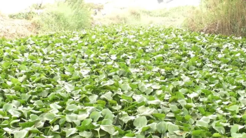 Once a lifeline, clogged canals and ‘toxic’ water plague Kendrapara farmers; administrative apathy alleged