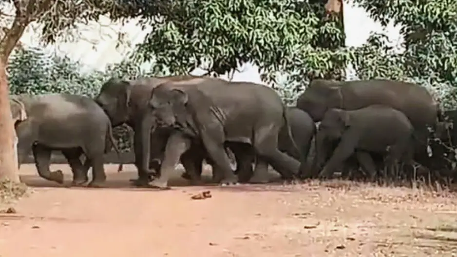 Elephant attacks claim 28 lives in three years in Odisha’s Khordha