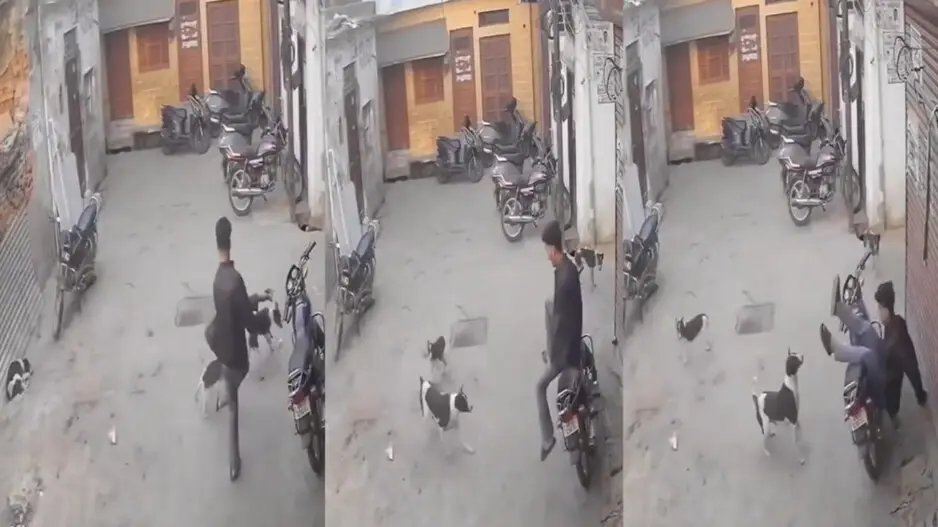 Instant karma! Youth kicks puppy, what happens next will tickle your funny bones, watch
