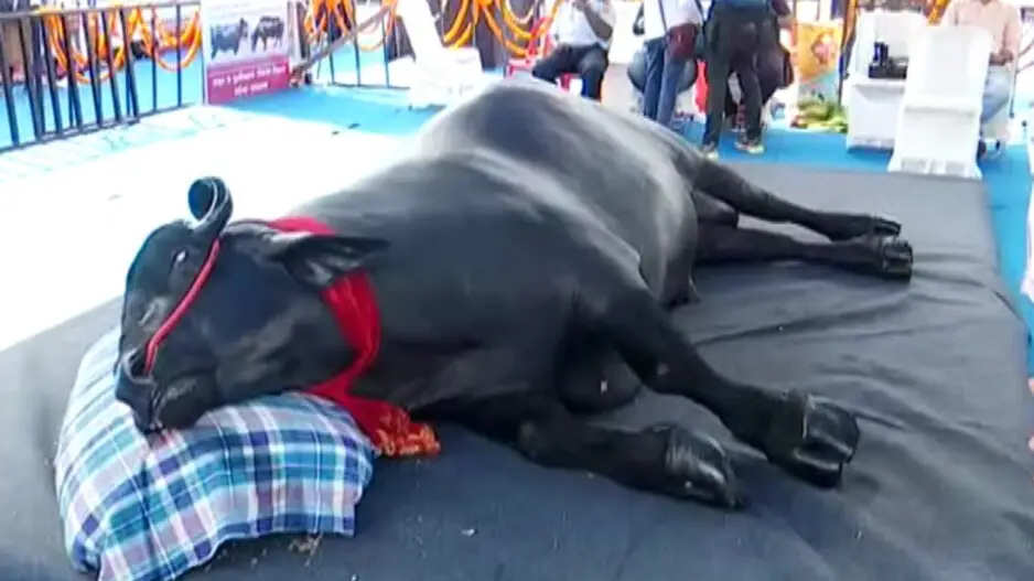 Meet Bhim, a giant 1500kg buffalo worth Rs 30 crore that grabs eyeballs in Bhubaneswar