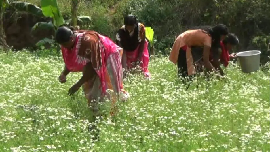 Chamomile cultivation to boost economy of Kotia tribals in Odisha