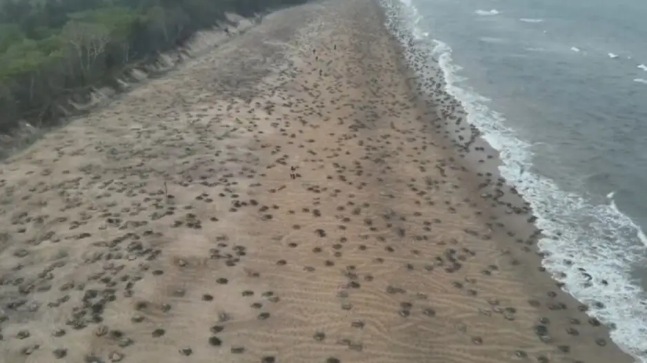 Odisha’s Olive Ridley conservation efforts bear fruit with record nesting at Ganjam’s Rushikulya beach