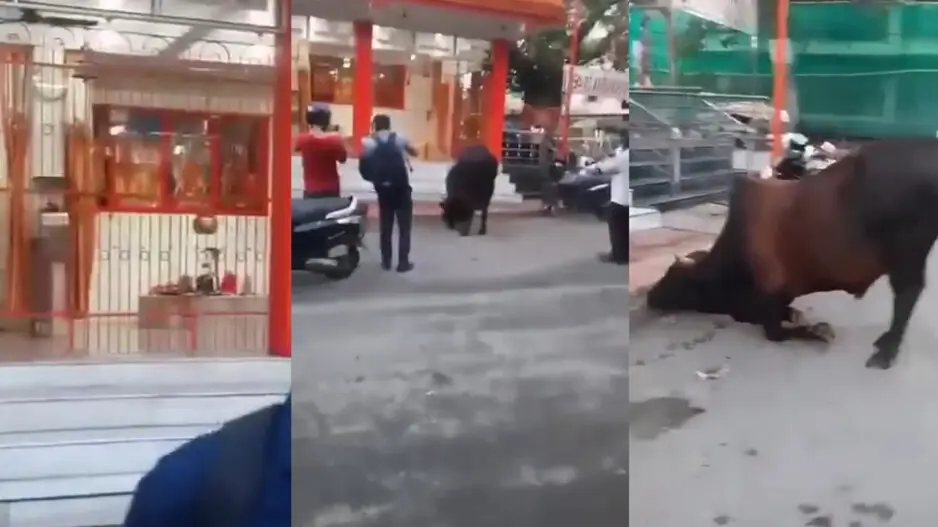 Maha Shivratri Special: Bull 'offering obeisance' at Lord Shiva Temple is the best thing on the internet, watch