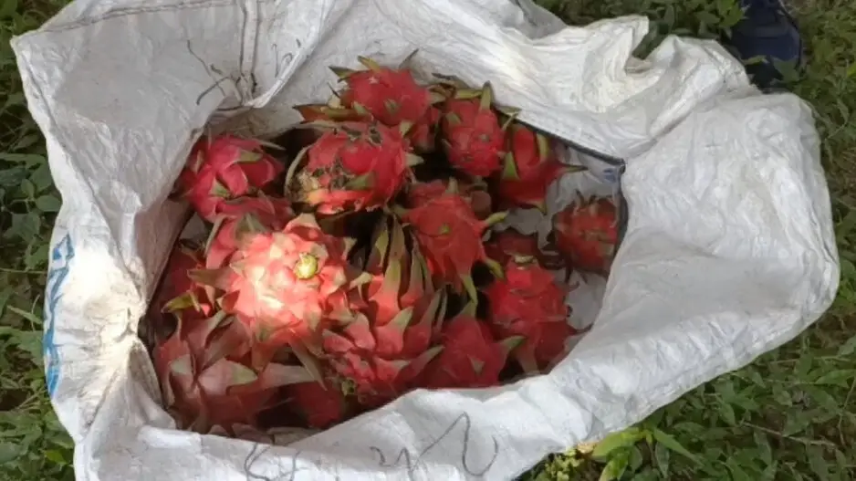 US-returned IT engineer scripts success story with dragon fruit farming in Odisha