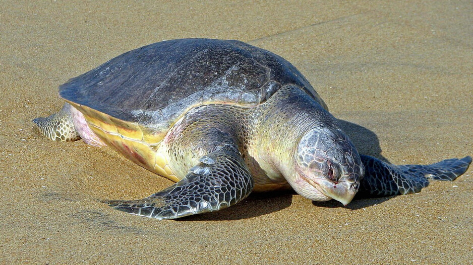 Olive Ridley turtle tagged in Odisha travels 1,000 km to Andhra Coast in 51 days