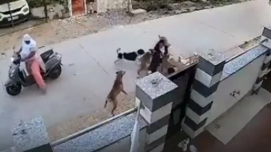 SCARY! Pack of stray dogs attack college girl on the road, woman jumps to save her; watch