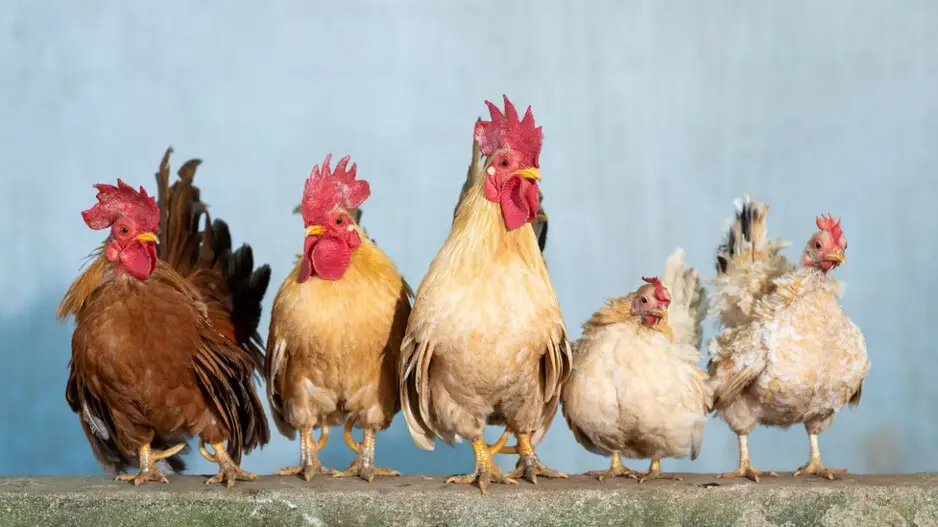 Malhar and Halal: Know the key differences, philosophy behind the two methods