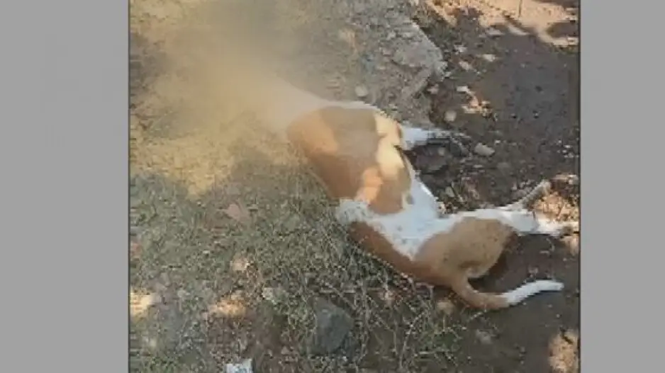 Man electrocutes dog to death in Cuttack, sparks outrage