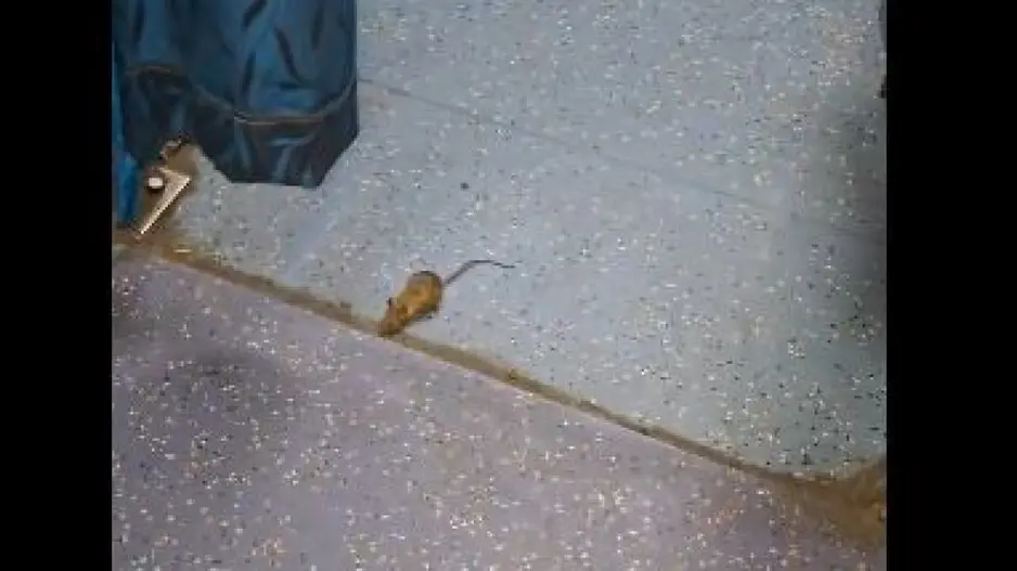 Rat menace in AC coach of train: Indian Railways reacts, netizens upset
