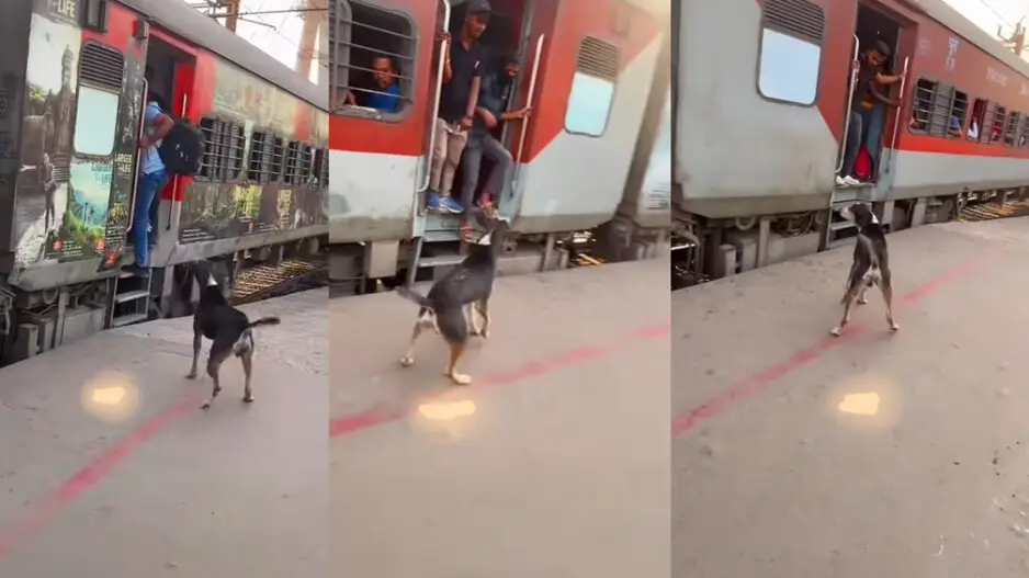 RPF dog on duty! Alert stray dog 'warns' passengers from hanging near door of moving train, watch