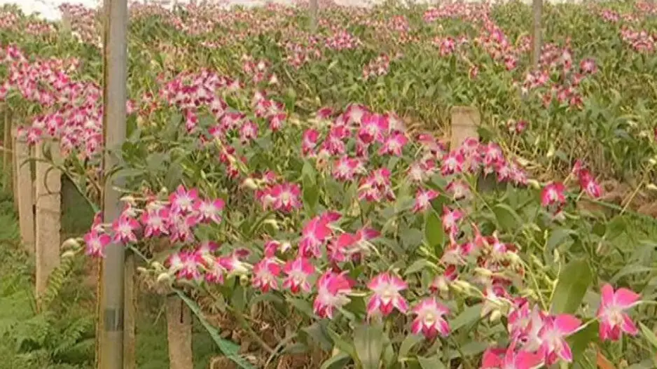 Odisha's Wonderland: Vibrant orchid farming flourishes in Rourkela valleys
