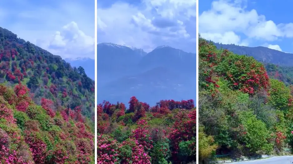 'Spring fever': Anand Mahindra mesmerised by beauty of this state, watch