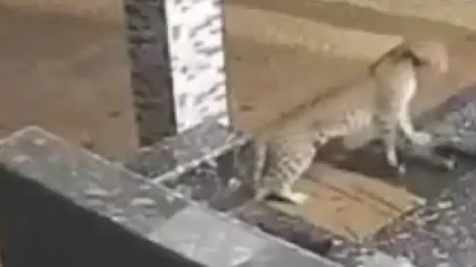 Pet dog gives leopard surprise of its life, IFS officer shares amazing video