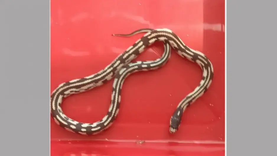 Rare exotic reptiles seized at Bhubaneswar airport