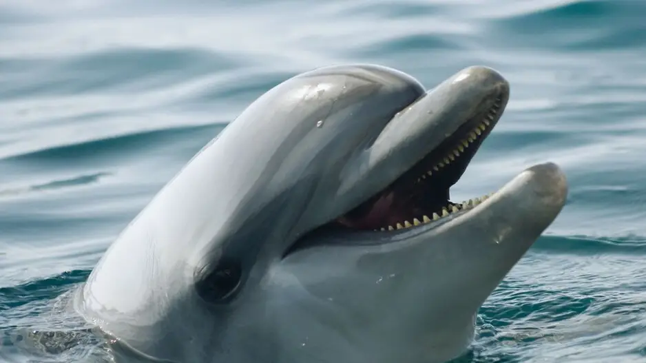 Dolphins in Odisha: State’s rivers could be home to rare species amid thriving Irrawady population in Chilika Lake