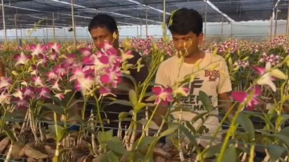 Woman farmer scripts success with blossoming Thai orchid venture in Odisha