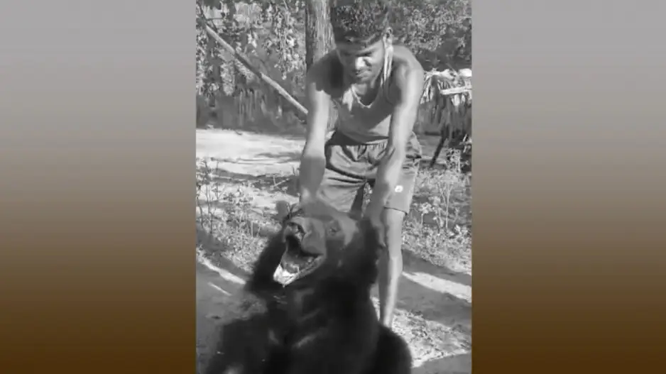 Shocking! Bear tied, beaten up in Odisha's Malkangiri, probe launched after video goes viral