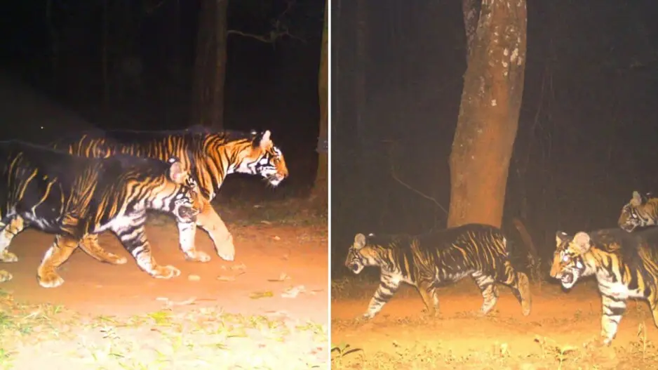 Why are melanistic or ‘black’ tigers exclusive to Odisha’s Similipal? Secret explained