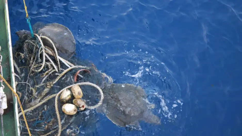 India Coast Guard rescues endangered Olive Ridley turtles from 600 kg ghost nets along Odisha coast