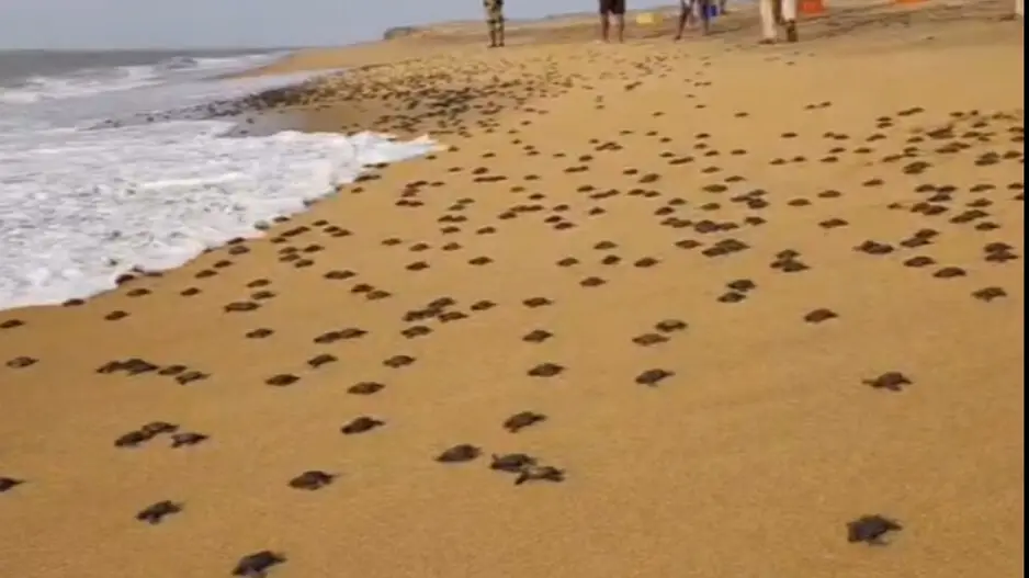 Record 1.85 crore Olive Ridley turtle hatchlings return to sea at Odisha's Gahirmatha