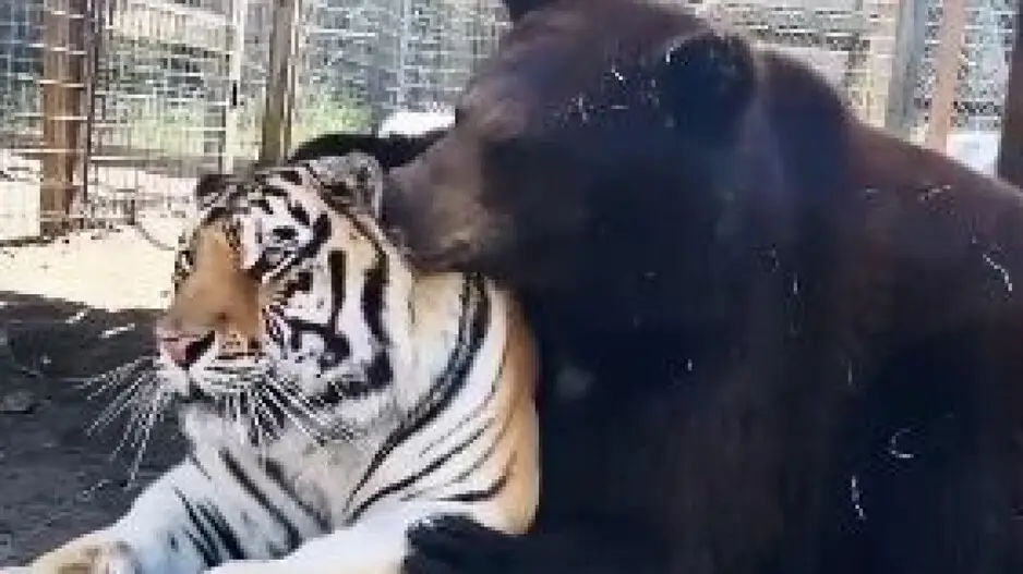 WATCH: Tiger and Bear share a heartwarming cuddle, melting hearts across Internet