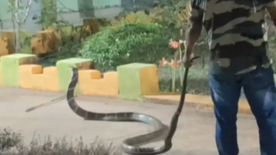 20-foot-long King Cobra rescued from classroom in Odisha school