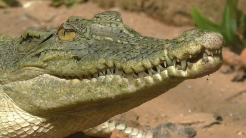 Brave woman battles crocodile to save her son in Uttar Pradesh