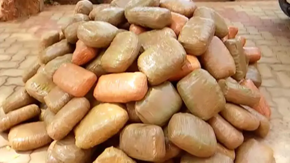 2 quintals ganja worth lakhs seized in Khordha, 2 smugglers held