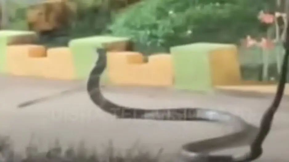 This 20-foot king cobra video will send chills down your spine, watch