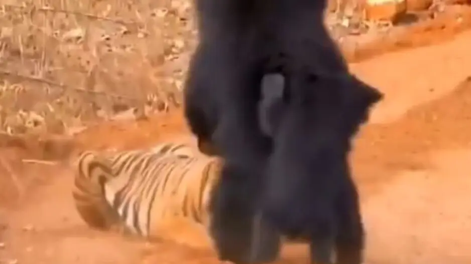 Mother bear fights off Royal Bengal Tiger to protect cub in viral jungle encounter, watch